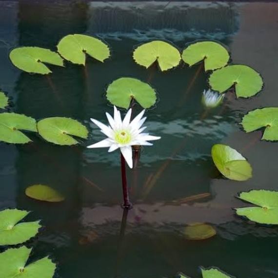 

Tanaman bunga teratai mini tanaman air jenis mini