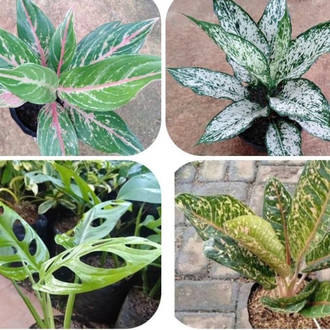 

paket tanaman hias aglonema / janda bolong