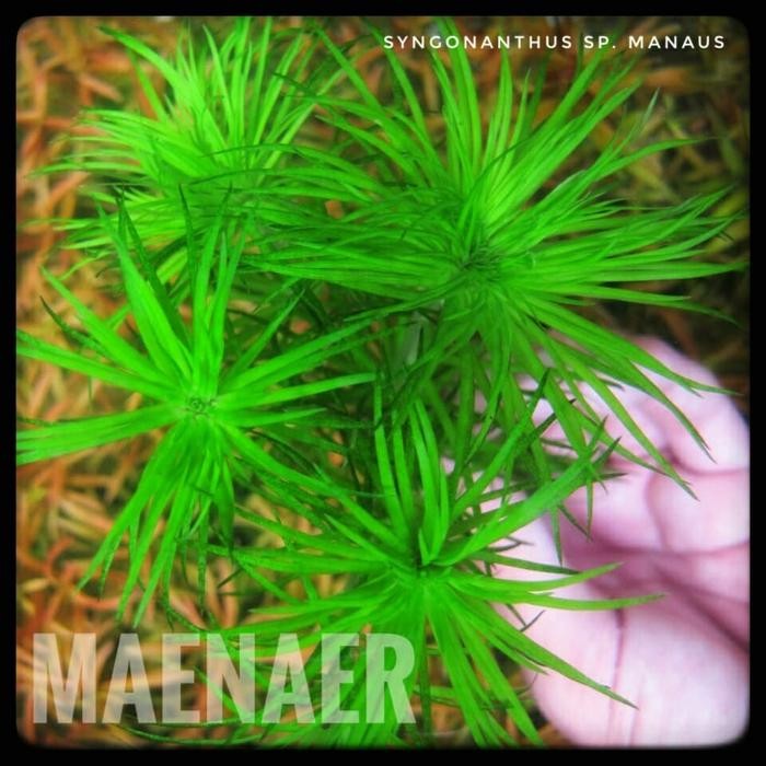

Syngonanthus sp Manaus Full Air Tanaman Aquascape super rare Maenaer