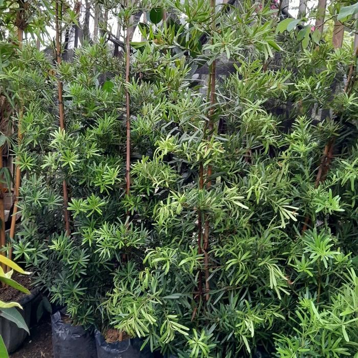 

tanaman hias lohansung // tanaman lohansung