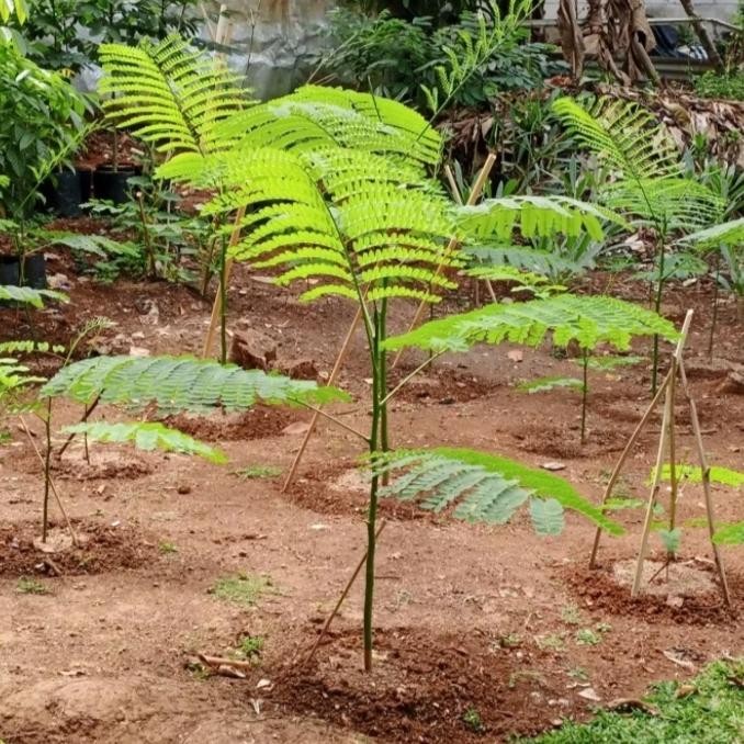 

Pohon hias solobium pakis brazil/PARAHIBA