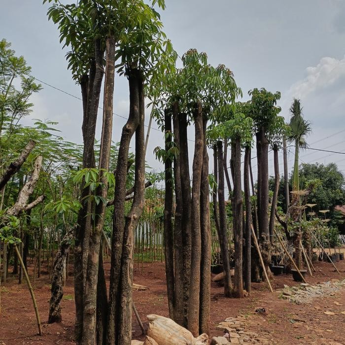 

pohon pule gruping tinggi 3 sampai 4 meter