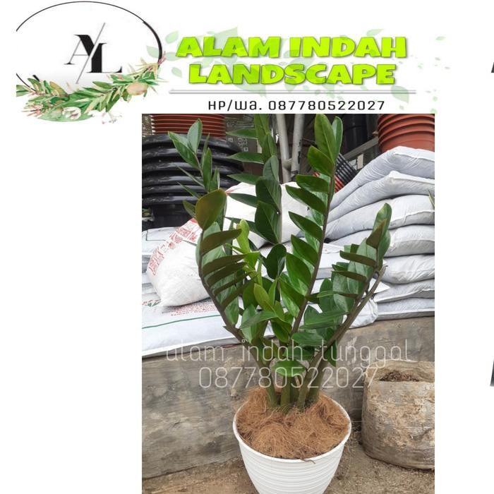

Tanaman hias daun dolar/zamioculcas zamiifolia + pot putih