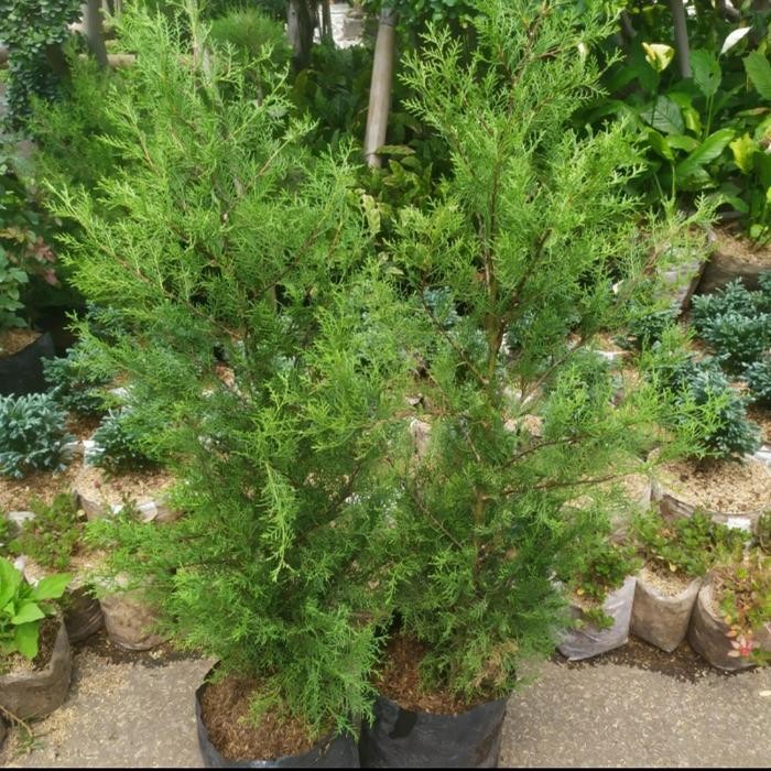 

tanaman cemara wangi rentes