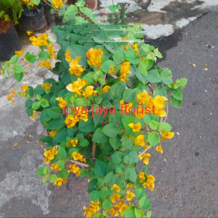 

bunga bugenvil tanaman bougenville