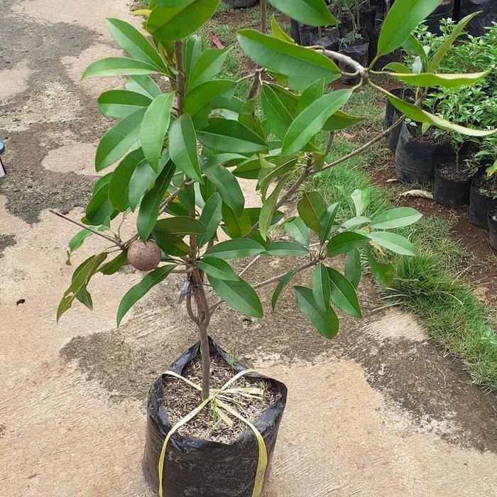 

pohon sawo jumbo berbuah