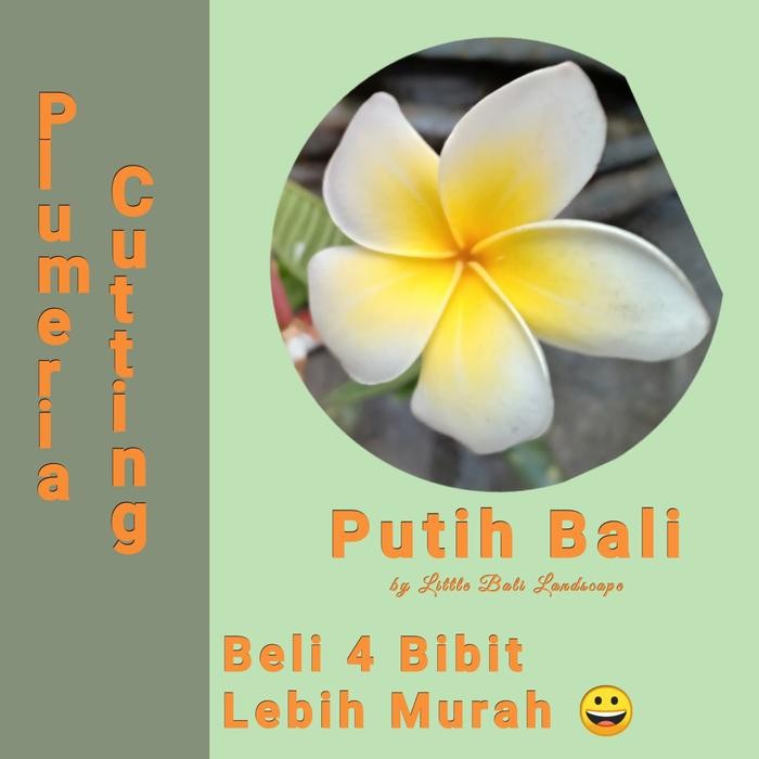 

Bibit stek kamboja bali (plumeria) bunga putih bali
