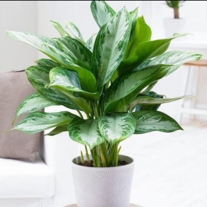 

TANAMAN HIAS DIEFFEN BACHIA / SRI REJEKI / RIMBUN REALPICK + POT