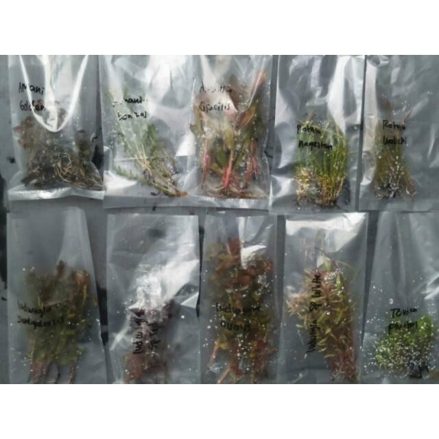 

Paket Hemat tanaman stem 80k/100 batang ++