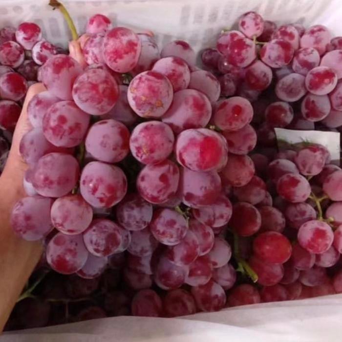 

buah anggur red globe 1kg