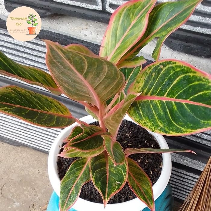 Aglonema lipstik puding on pot hitam