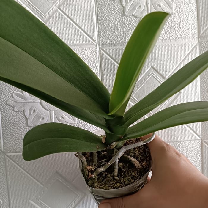  Anggrek Bulan Pasca Bunga Jumbo Murah