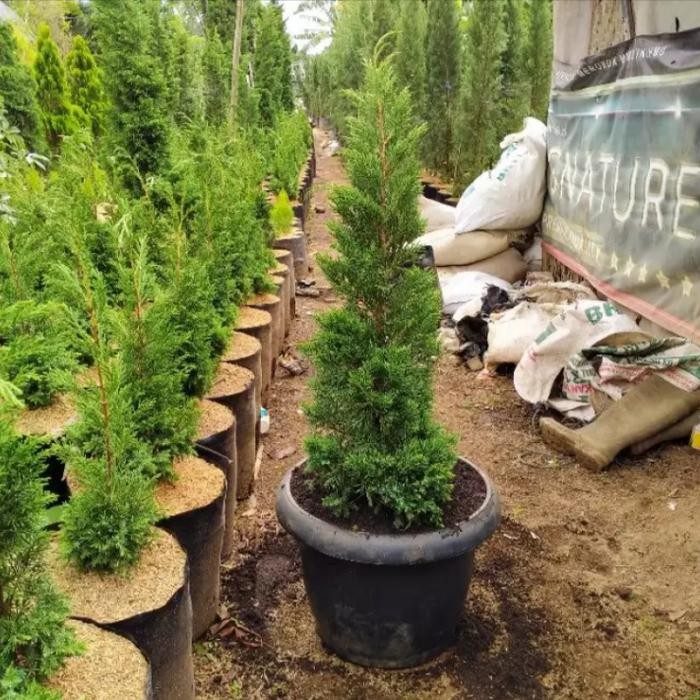 Tanaman hias cemara lilin,pohon cemara lilin,bibit pohon cemara