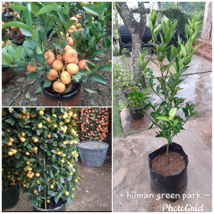 pohon jeruk santang madu siap berbuah