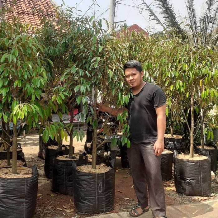 pohon durian bawor batang besar