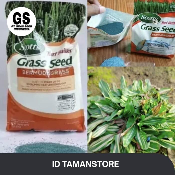 Benih bibit rumput - gajah mini varigata ( bibit /200gr )