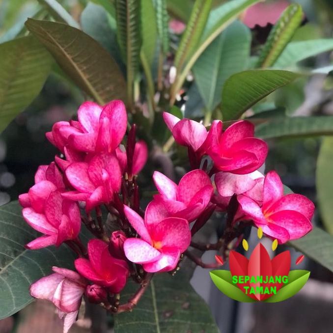 Pohon Kamboja Plumeria Jepun Bali Pink Elsa Tinggi 1 Meter/ Tanaman Hias Kamboja Jepun Bali