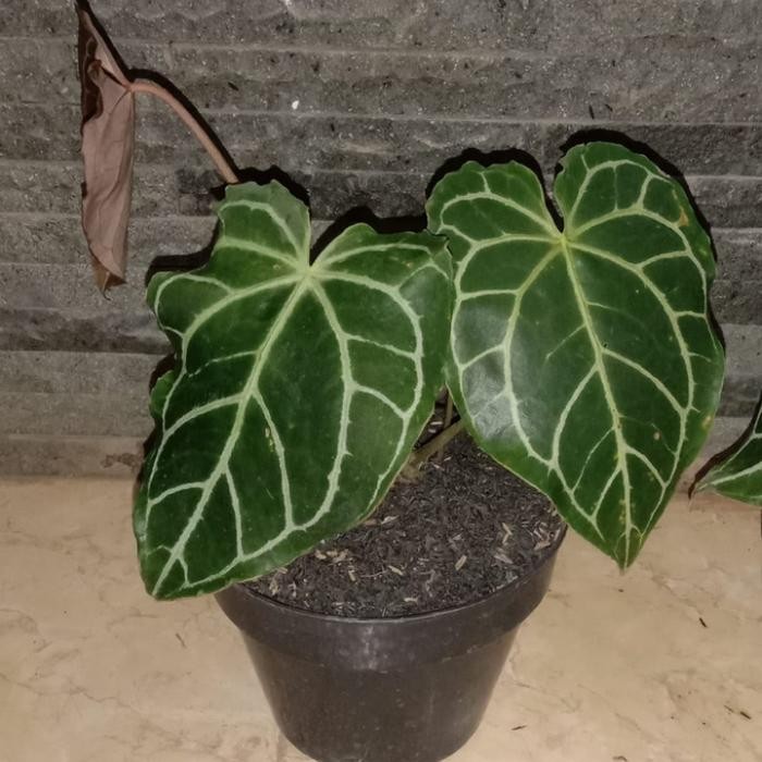 Pohon Kuping Gajah Daun Besar - Tanaman Hias Indoor Kuping Gajah Besar