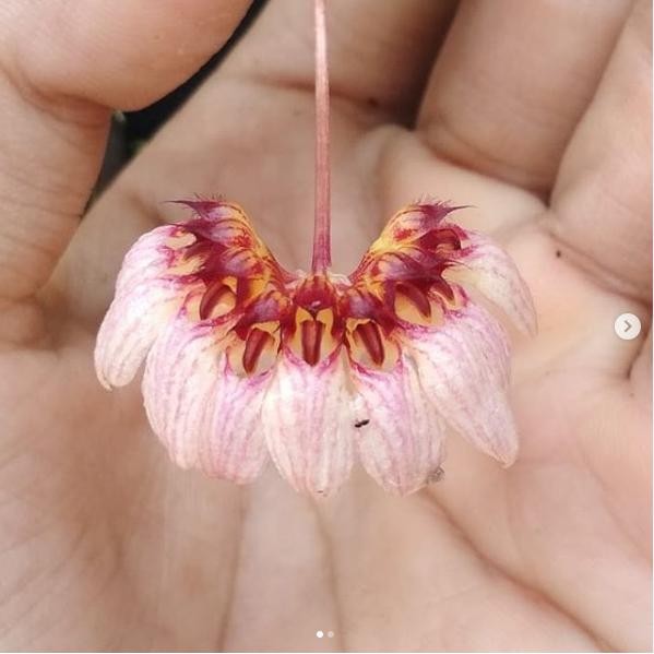 Bulbophyllum auratum (edisi kolektor)