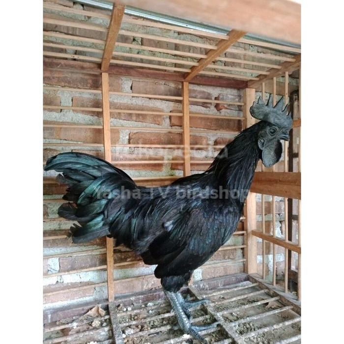 Ayam Cemani Dewasa Mewah Sekali