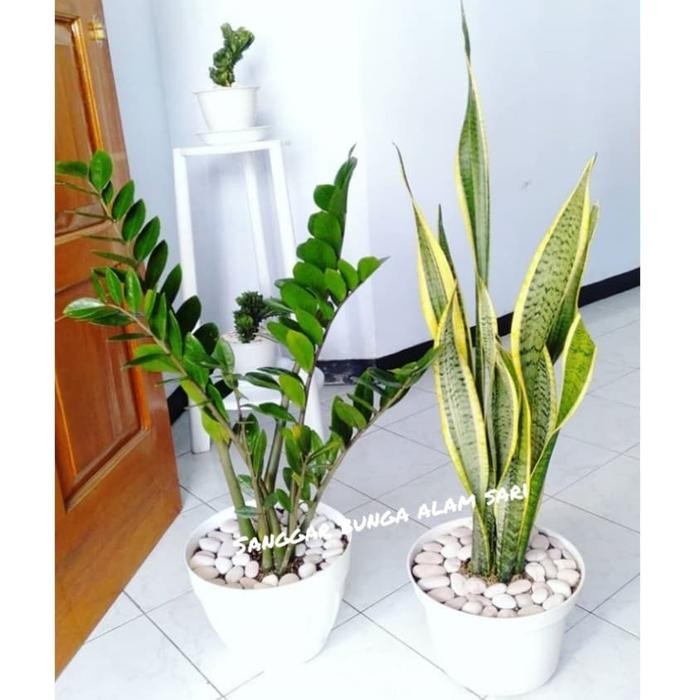 TANAMAN HIAS SENSIVERA / LIDAH MERTUA DAN POHON DUIT + POT TAWON