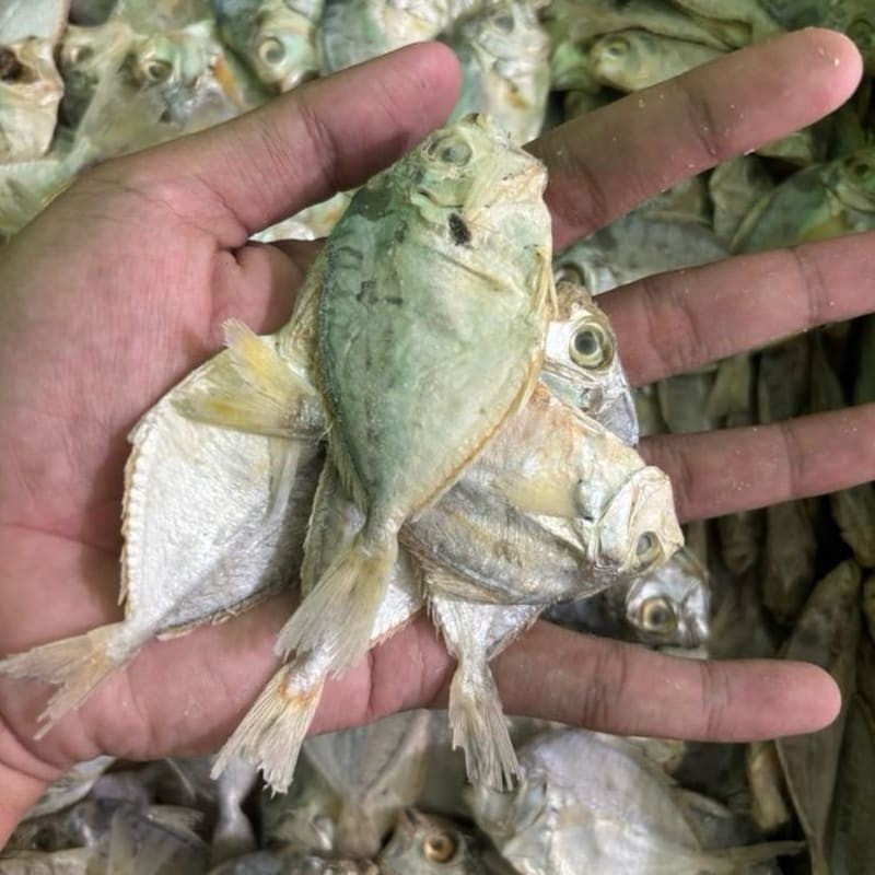 

Ikan Asin Petek Besar Kering Murah 500gr