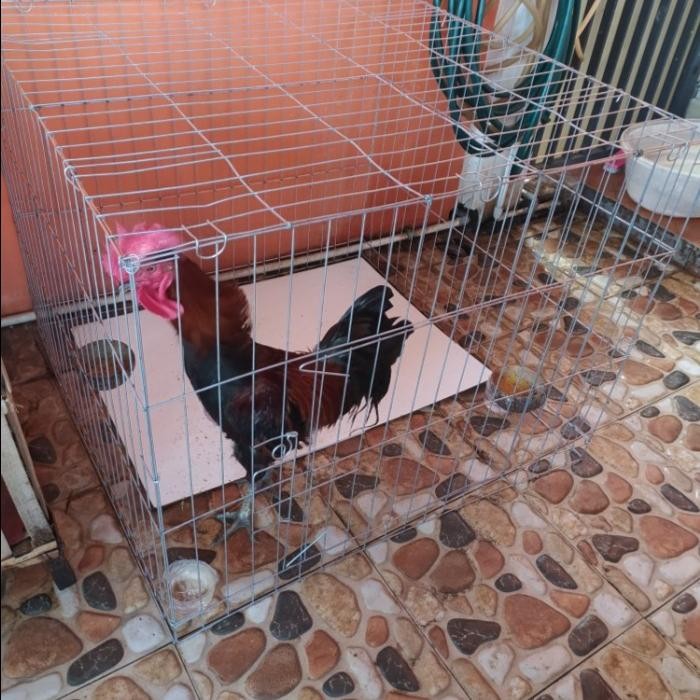 KURUNGAN TENGGARAN UMBARAN AYAM JAGO BANGKOK PAKHOY BESI GALVANIS ASLI