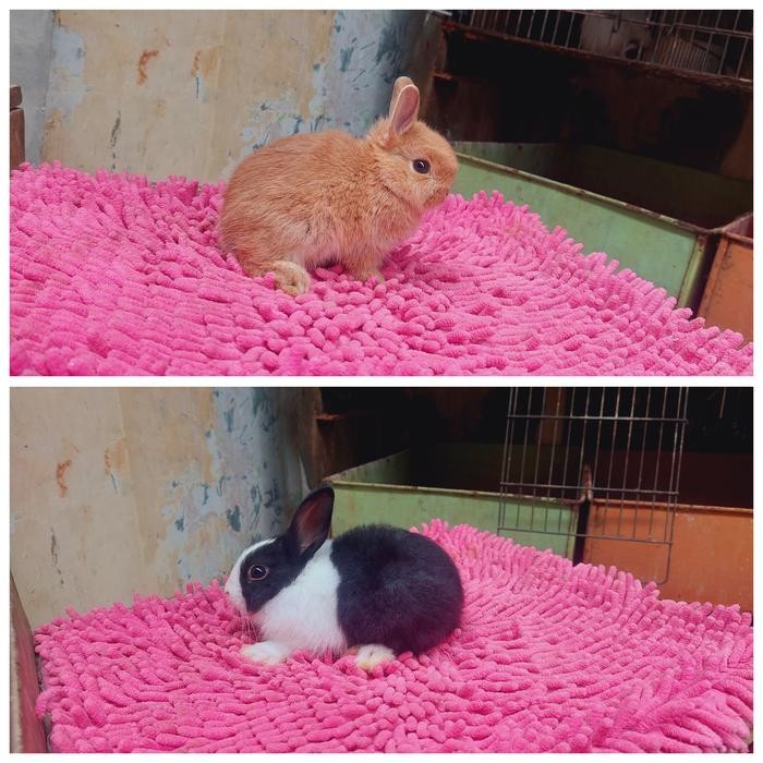 Paket Kelinci Dan Perlengkapan