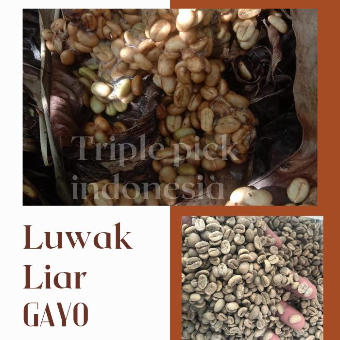 

Pilihan- Biji Kopi Luwak Gayo / Green Bean Luwak Liar Gayo Bersertifikat