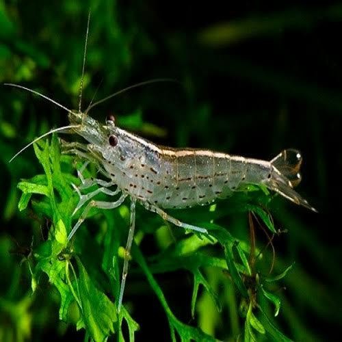 Pilihan- Amano Yamato Shrimp