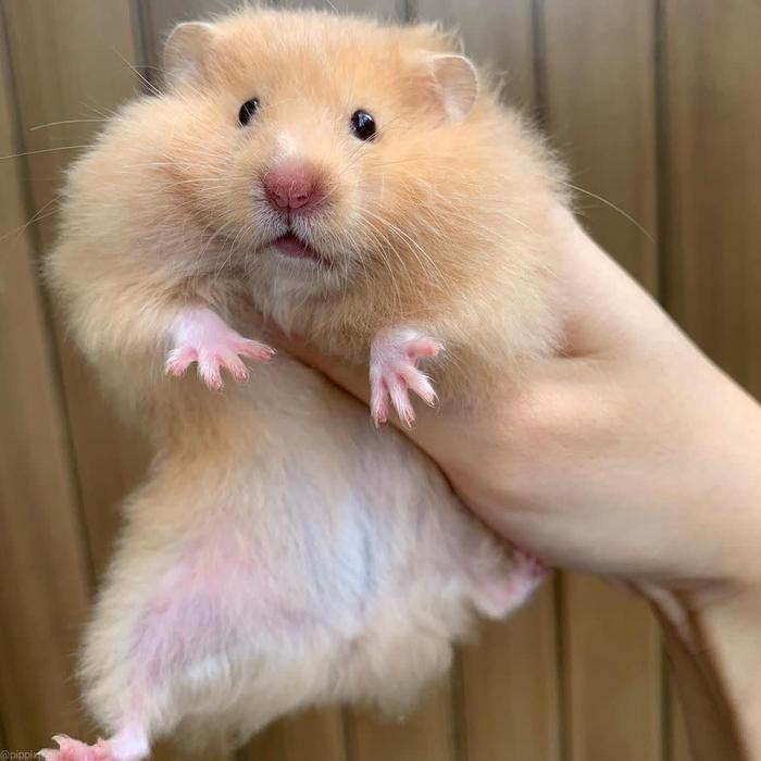 Pilihan- Hamster Syrian Long Hair