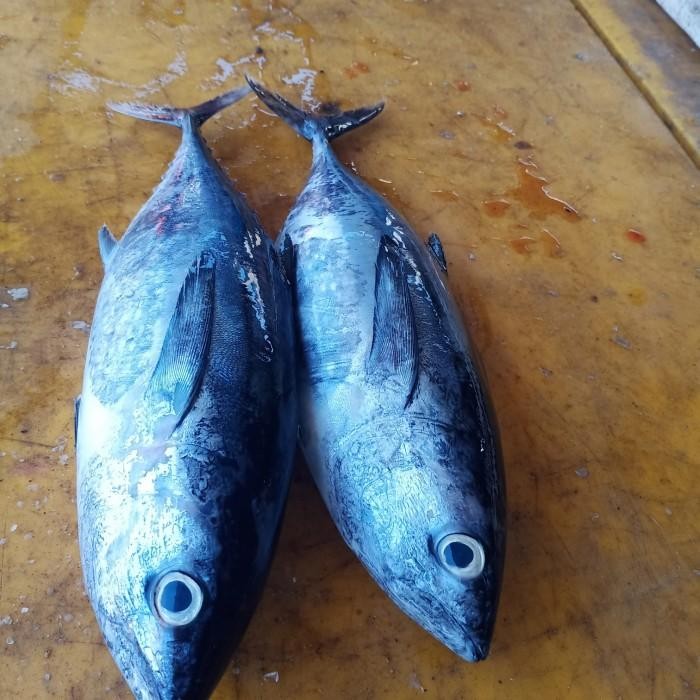 

(Expert) ikan tongkol fresh