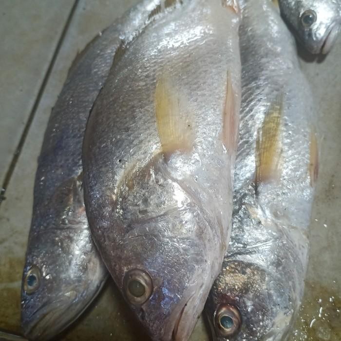 

(Expert) ikan kakap gulama