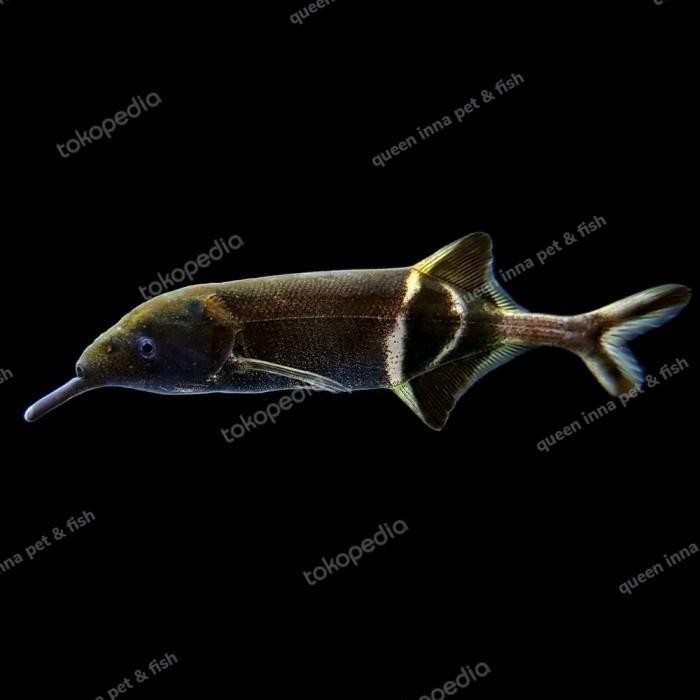 BISA SPK Ikan belalaigajah / elephant nose fish 10 cm