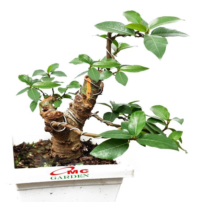 Bonsai Bonsae Mame Loa Ficus Racemosa 001