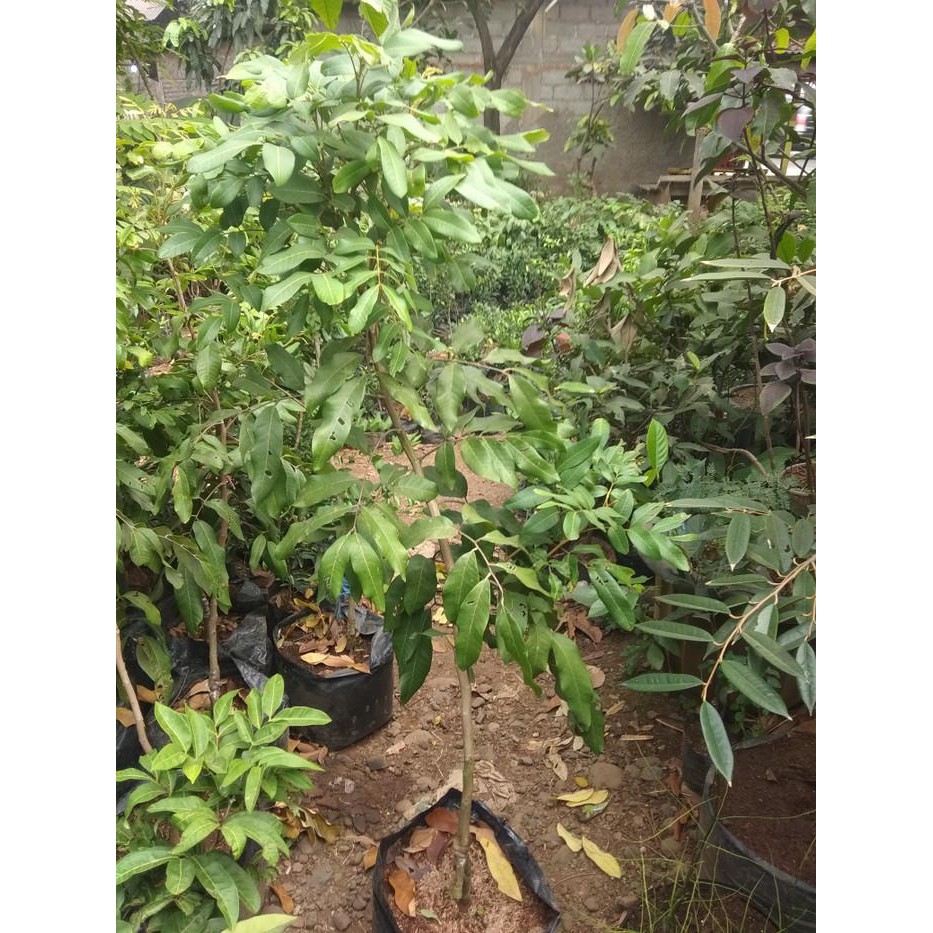 Terlaris Pohon Lengkeng Pingpong Siap Buah 1.5 Meter