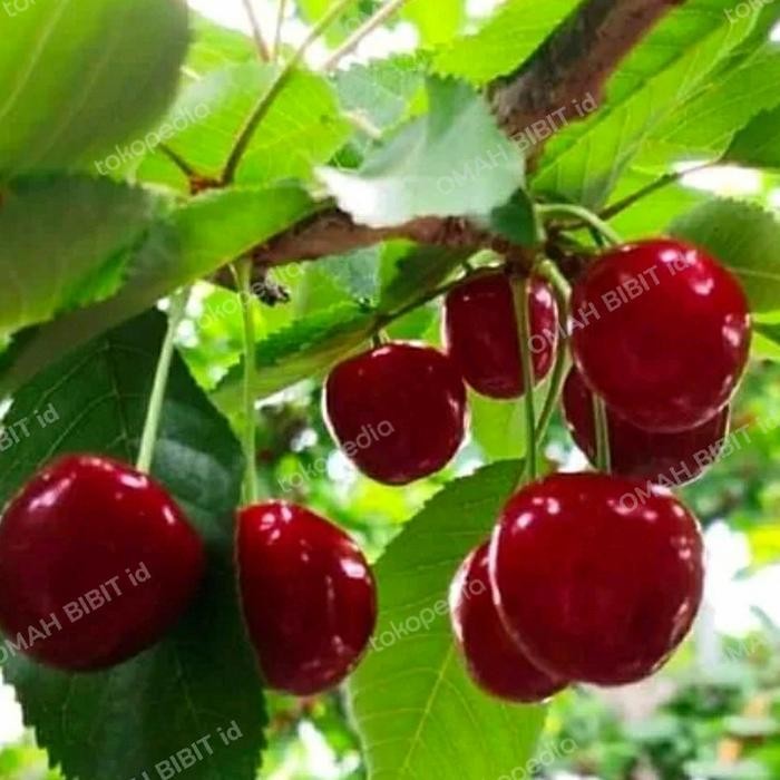 Terlaris Bibit Cherry Jepang Sudah Berbuah