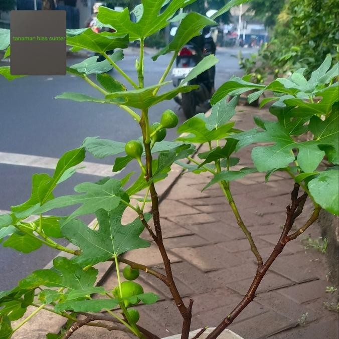 Terlaris Pohon Buah Tin Sudah Berbuah Tinggi Pohon 45/60Cm