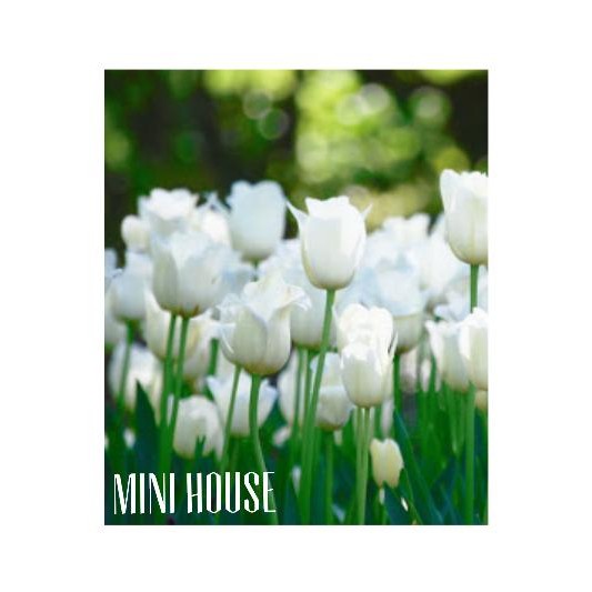 Terlaris Umbi Tulip Putih