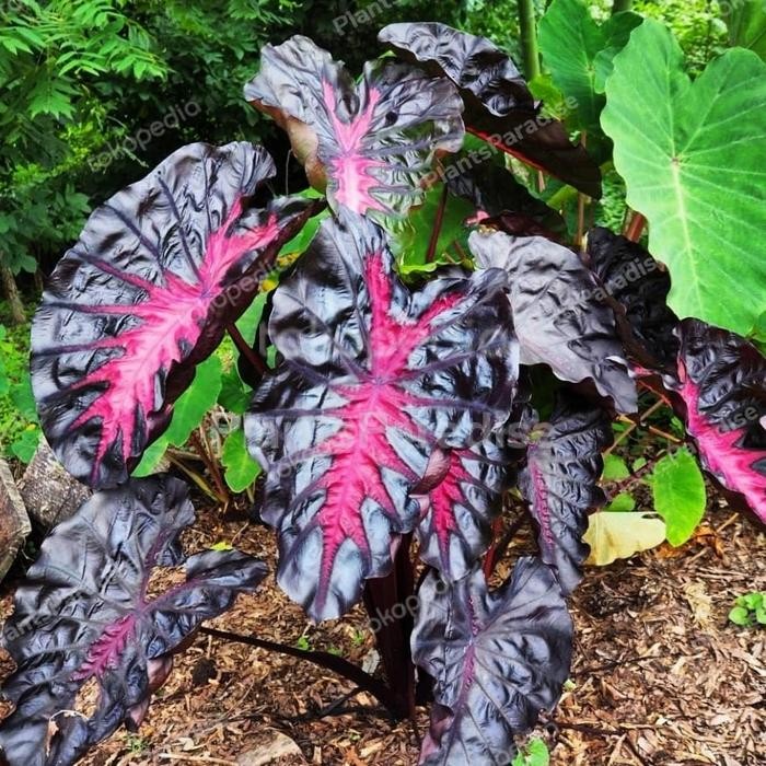 Terlaris Bibit Bonggol Colocasia Hybrid Thunderstrom