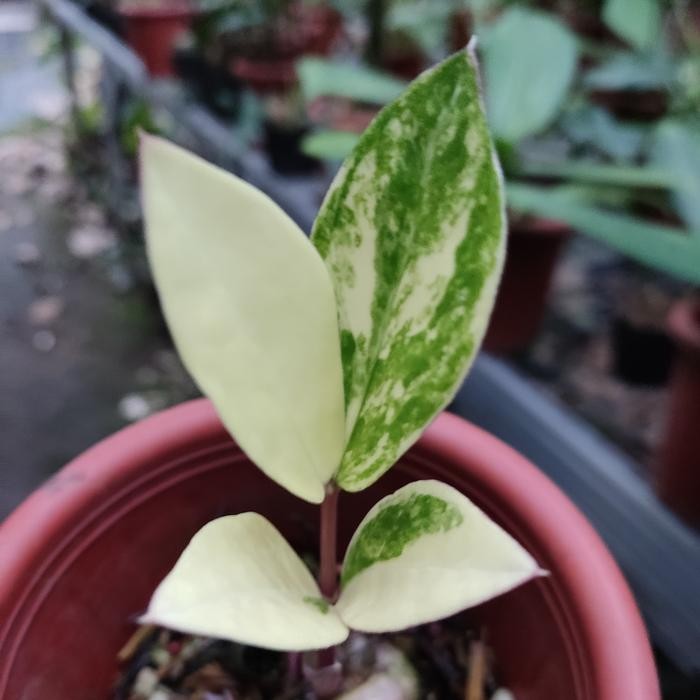 Terlaris Tanaman Hias Zamia Culcas Varigata Yellow - Zamia Varigata Yellow