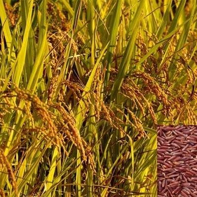 Terlaris Bibit Padi Merah Unggul