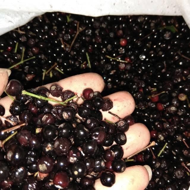 Terlaris Benih Biji Tanaman Pucuk Merah - Pucuk Merah Seed