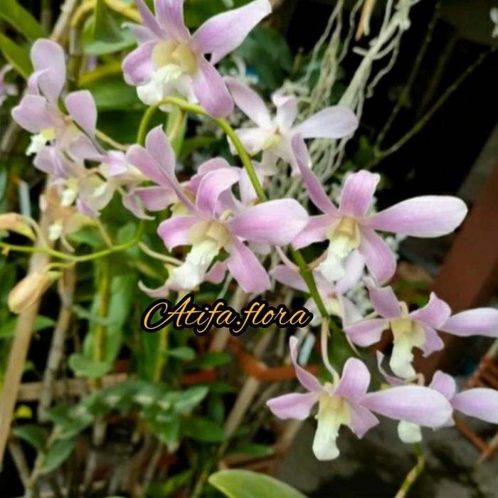 Terlaris Anggrek Dendrobium Keki Capung.Bali Var Pink.