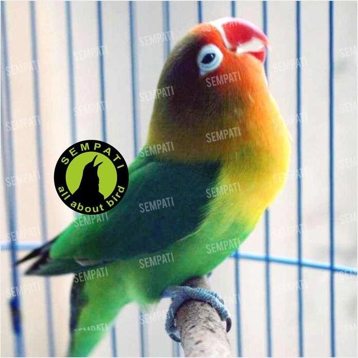 SEMPATI POWER CRYSTAL OMEGA POWER KRISTAL PLUS VITAMIN PENGGACOR BURUNG MURAI KACER KENARI LOVEBIRD