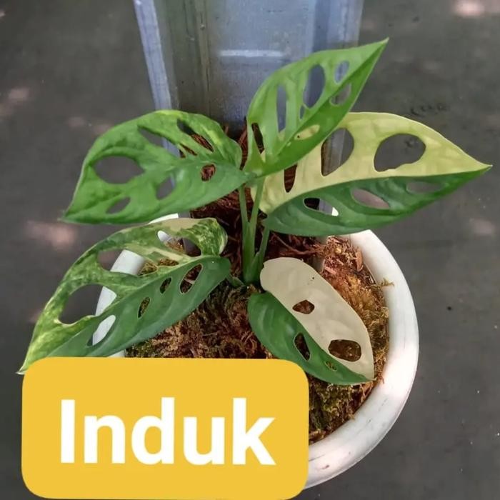 Terlaris Monstera Adansonii Variegata Jepang / Janbol Jepang (Realpic)