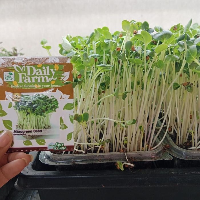 Daily Farm - Benih Microgreen Green Radish - Microgreen Green Radish