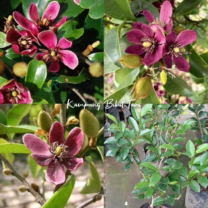 ASLI Bibit Taan Bunga Cempaka Mulya Ungu Siap Berbunga Cempaka Mulya Ungu Langka READY STOCK