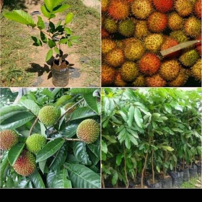 SIAPKIRIM bibit. taan rambutan rapiah/pohon rambutan rapiah cipelat READY STOCK