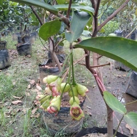 HON JAMBU AIR DALHARI MERAH SUPER BERBUAH/BERBUNGA